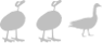 You don't know DUCK about Goose.